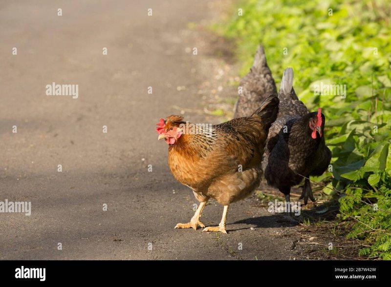 Juego chicken road - Descubre los secretos detrás del juego de azar Chicken Road en España